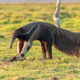 Illustration for article titled A Brazilian Highway Is Killing Its Giant Anteaters
